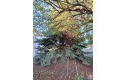 29 1128 S LLOYD Rd, Fruit Heights, UT 84037