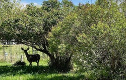 1105 McDougall Drive, Lander, WY 82520