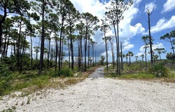 4244 Cape San Blas Rd, Cape San Blas, FL 32456