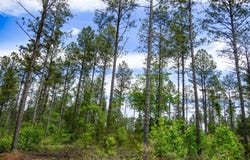 Bishop Road, Union, SC 29379