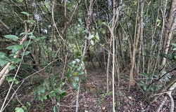 317 Smith Avenue, AL