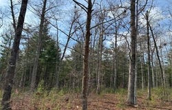 Mountain Ash Way, Sevierville, TN 37876