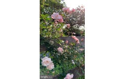 849 REDLAND RD, CROSS JUNCTION, VA 22625