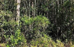 Old Grade Road, FL 33868