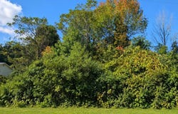 Phelps Rd, DeKalb Junction, NY 13630