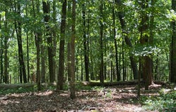 TRACT 3 Chalcrest Way lot: Tr3, Cave Spring, GA 30124