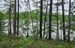 791 New Haven Rd, Hemphill, TX 75948