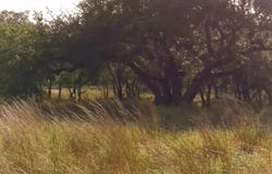 Whiskey Trl, Blanco, TX 78606