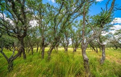 20 Legacy Oaks Dr, Harper, TX 78631