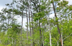 000000 Cravens Camp Rd., Silsbee, TX 77656