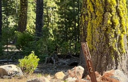 0000 Logging Rd., Viola, CA 96088