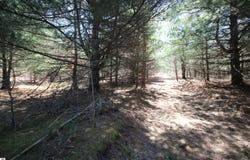 Maple View Drive, Central Lake, MI 49662