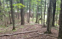 5 AC SYLVAN ISLE DR, Watersmeet, MI 49969
