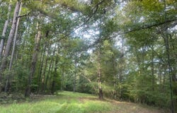 NETHERY ROAD, Dora, AL 35062