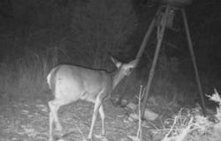Fairview Rd, Rocksprings, TX 78880