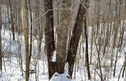 0 Wolfpen Run Rd, Coxs Mills, WV 26342