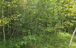 10 1/4 Avenue, Chetek, WI 54728