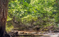 537 Watson Road, Branson, MO 65616