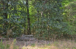 0 MAGNOLIA DR, Georgetown, GA 39854