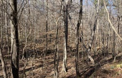 Tutweiler Road, Oakman, AL 35579