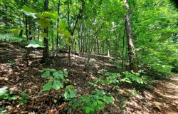 Wildhaven Road, Mountain View, AR 72560