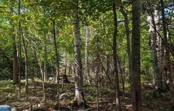 Everett Bay Rd, Tower, MN 55790