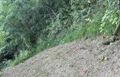 12326 River Front Rd, Belfry, KY 41514