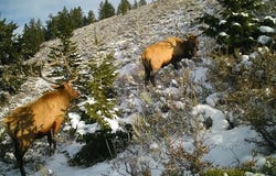 TBD Rd 216, Georgetown, ID 83239
