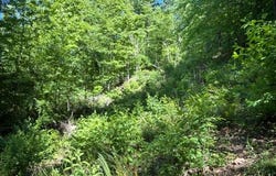 1 Bbq Rd, Dickson, TN 37055
