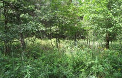 Duby Road, Tawas City, MI 48763