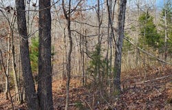 MAGNOLIA LN, HOLLADAY, TN 38341