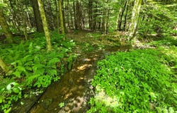 0WP Ridge Rd, Otselic, NY 13464