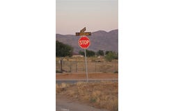 Joshua, Apple Valley, CA 92307