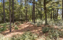 Tract 4 FM 1002, Big Sandy, TX 75755
