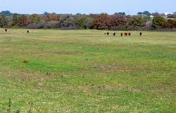 County Road 300, Dublin, TX 76446