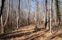 Morosko Lane lot: 5, Pilot Mountain, NC 27041