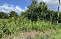7931 FM 1952, Wallis, TX 77485