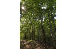 AL-17, Millport, AL 35576