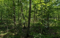 Cherryville Rd, Ashland, WI 54806