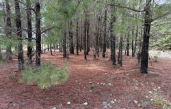 HWY 410, Loris, SC 29569