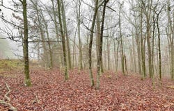 11 High Point Drive, Mayflower, AR 72106
