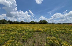 3834 Fenley Flat Road, Lufkin, TX 75969