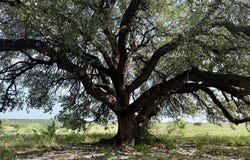 13AC TBD PR FM 2905, Hamilton, TX 76531