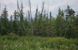 Bloom Road, Alpena, MI 49707