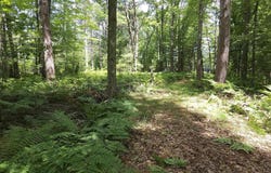 Red Oak Trail, Prescott, MI 48610