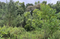 Highland Rd, Slocomb, AL 36375