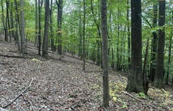 Racoon Run, Elkins, WV 26241