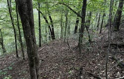 63 acres Stanley Road, Brookwood, AL 35444