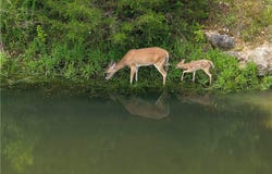 Madison CR 1425, Eureka Springs, AR 72632