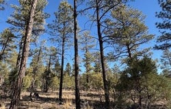 3071 W Black Oak Loop, Show Low, AZ 85901